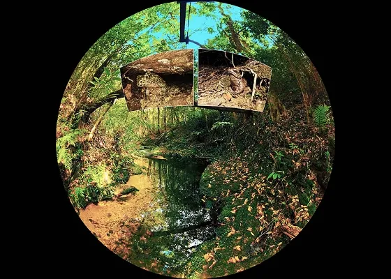 Scene３　固有種たちのゆりかご