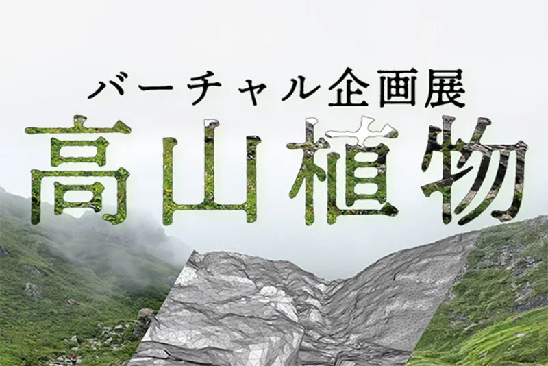 バーチャル企画展「高山植物」