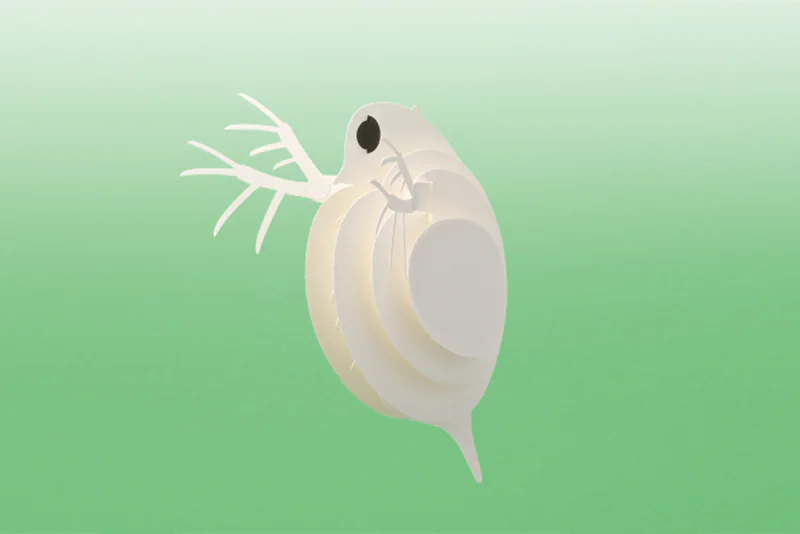 ペーパーモデル