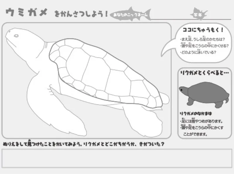 ウミガメのぬりえ