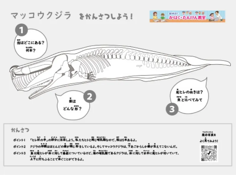 マッコウクジラのぬりえ(ぬりえプラス)
