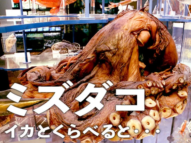 ミズダコ