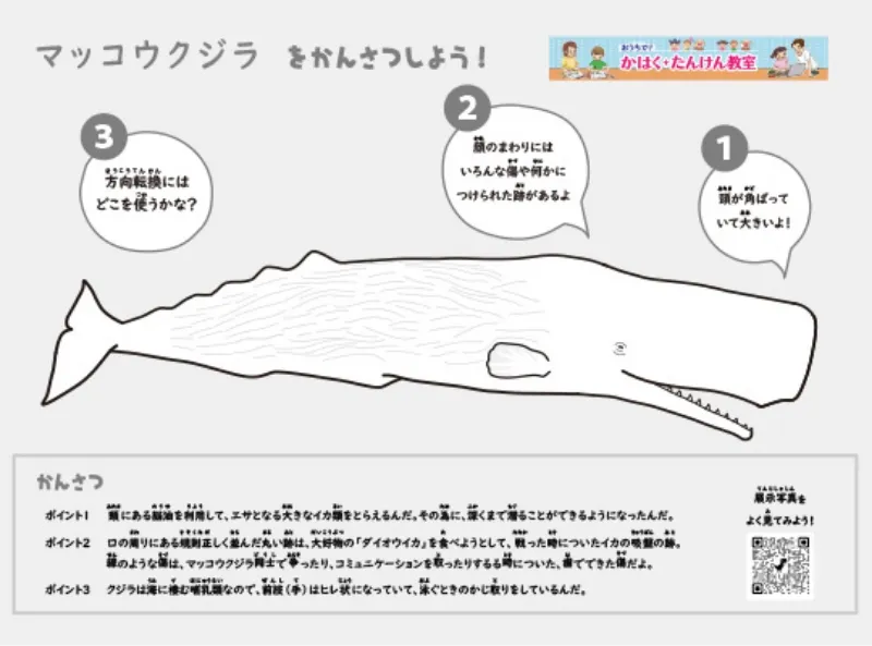 マッコウクジラのぬりえ