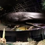 常設展示データベース