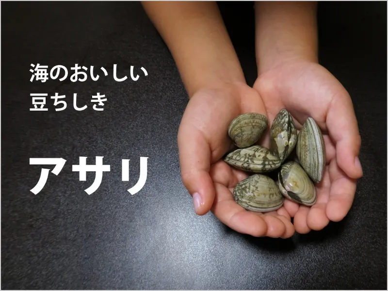 海のおいしい豆ちしき―アサリ―