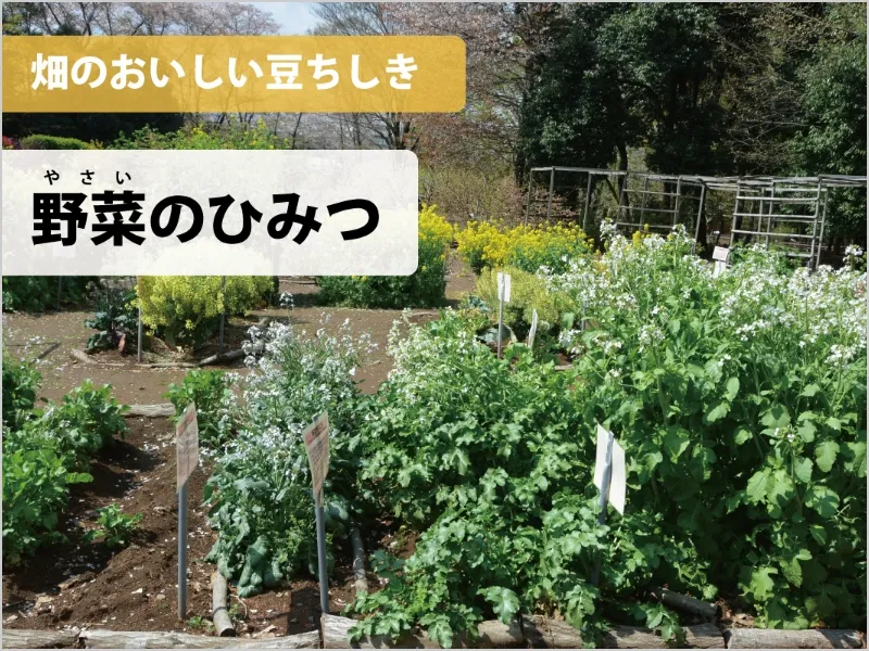 畑のおいしい　豆ちしき―野菜（やさい）のひみつ―