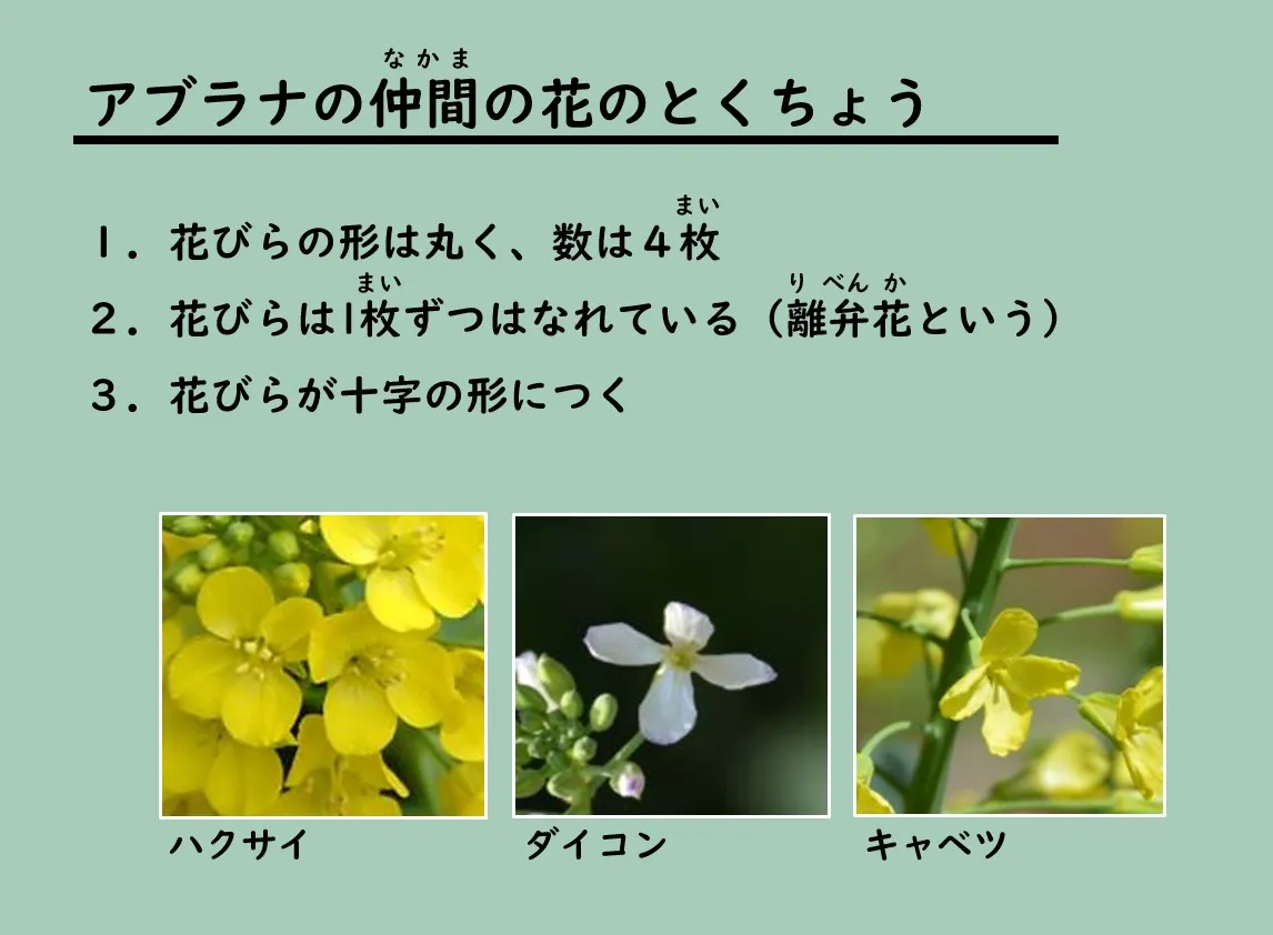 アブラナの仲間の花のとくちょう