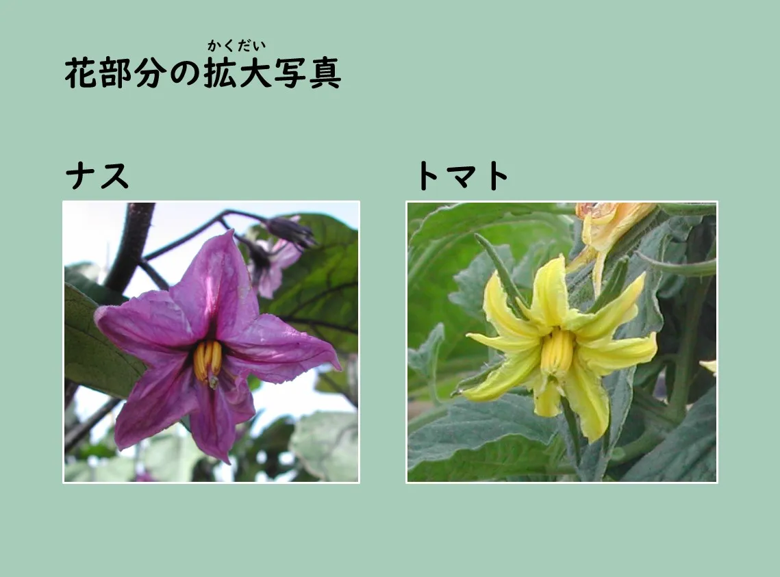 ナスとトマトの花の拡大写真の比較