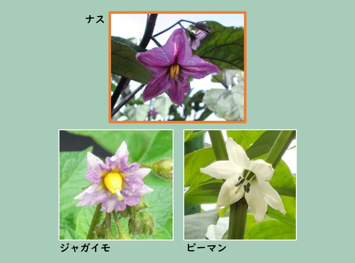 ナスの仲間の花