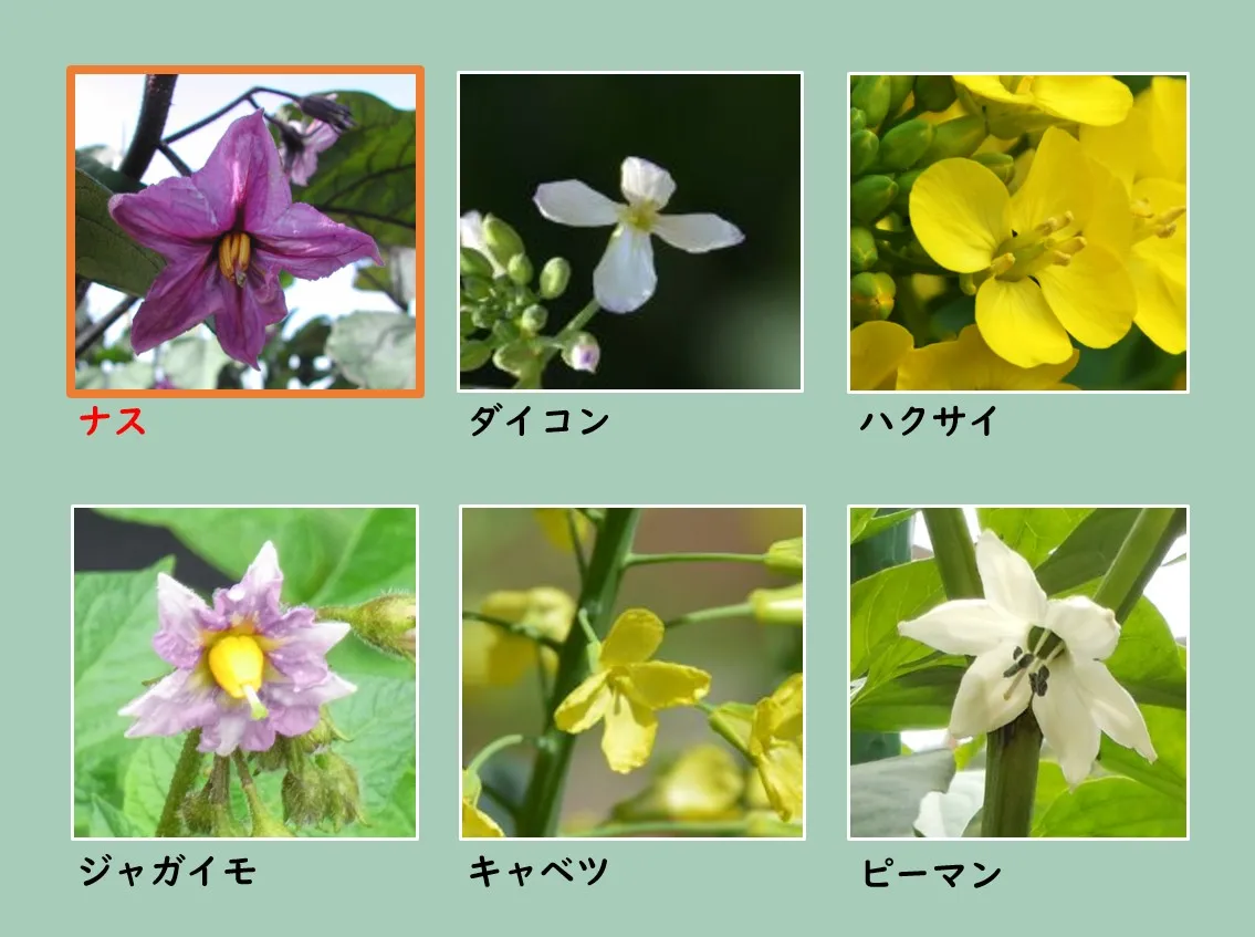 野菜の花の拡大部分の写真