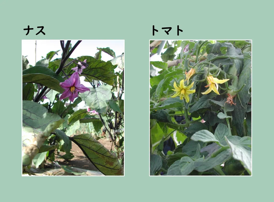 ナスとトマトの花の比較写真