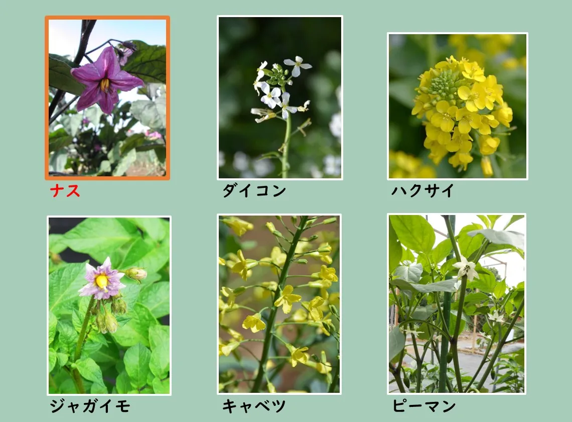 野菜の花の写真