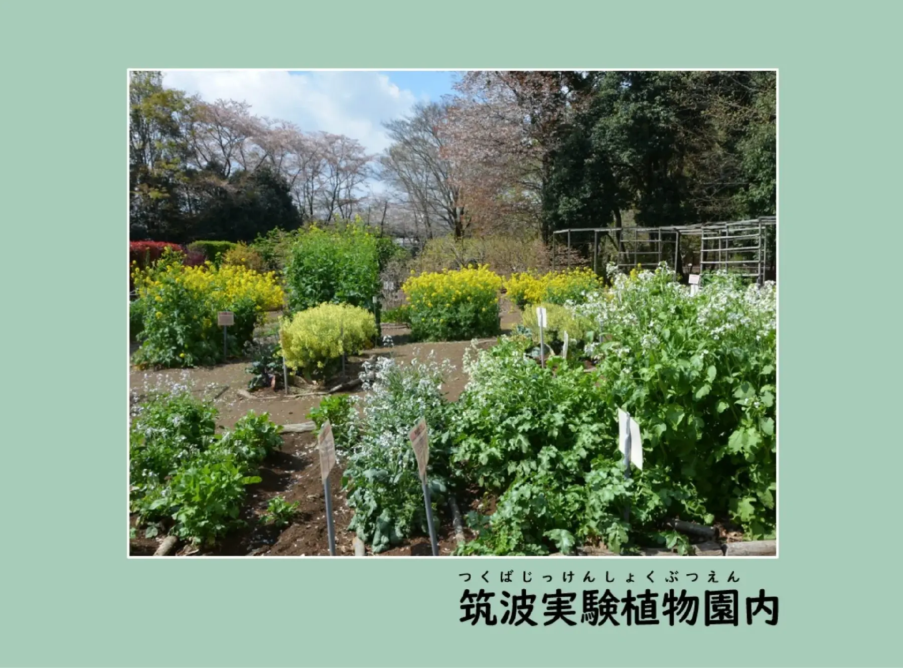 筑波実験植物園内の畑