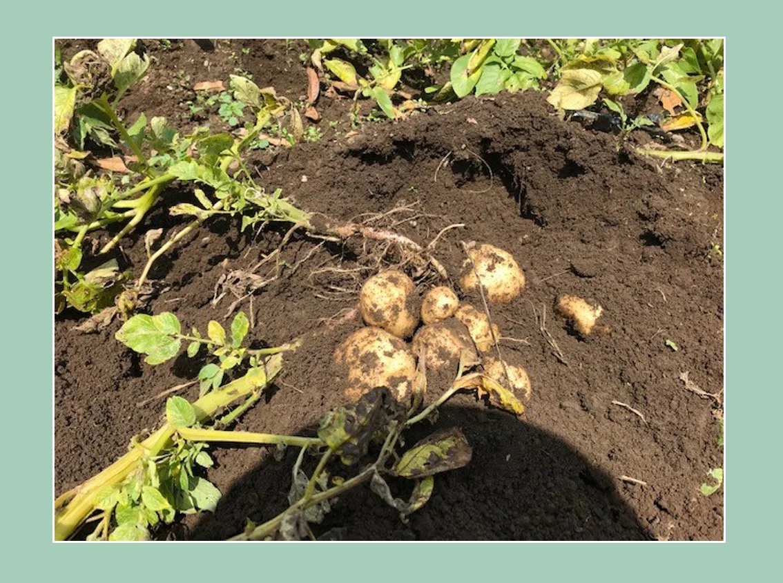 【観察】畑のおいしい豆ちしきーやってみよう