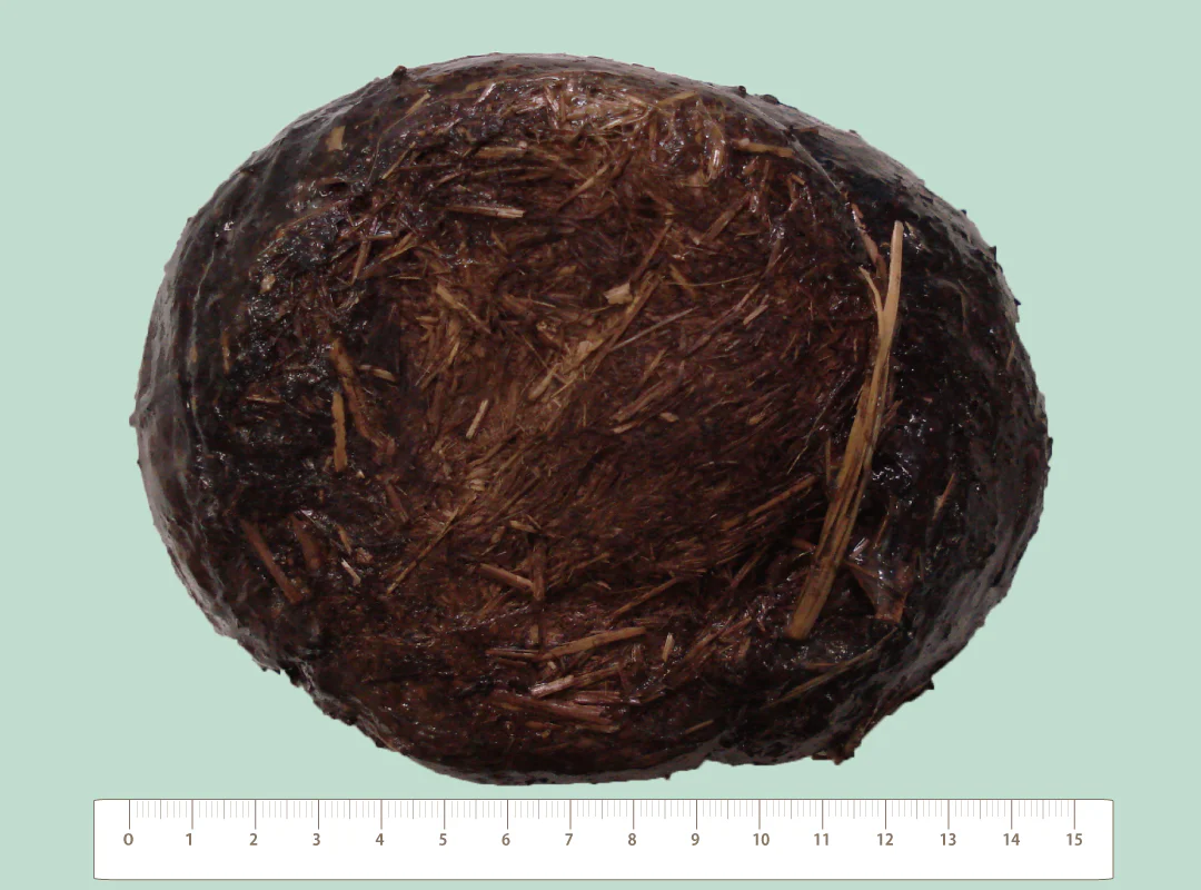 【観察】ウン、コれは知りたい！ウンチく話-みてみよう②