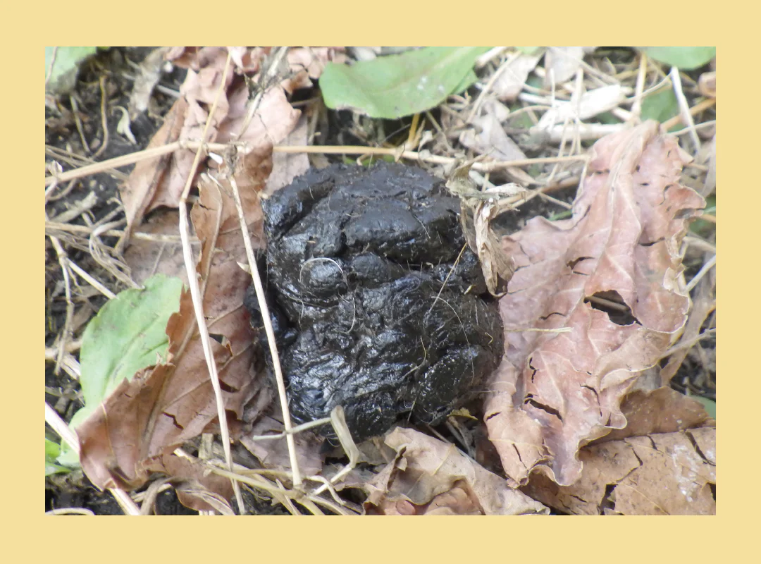 【観察】ウン、コれは知りたい！ウンチく話-みてみよう④