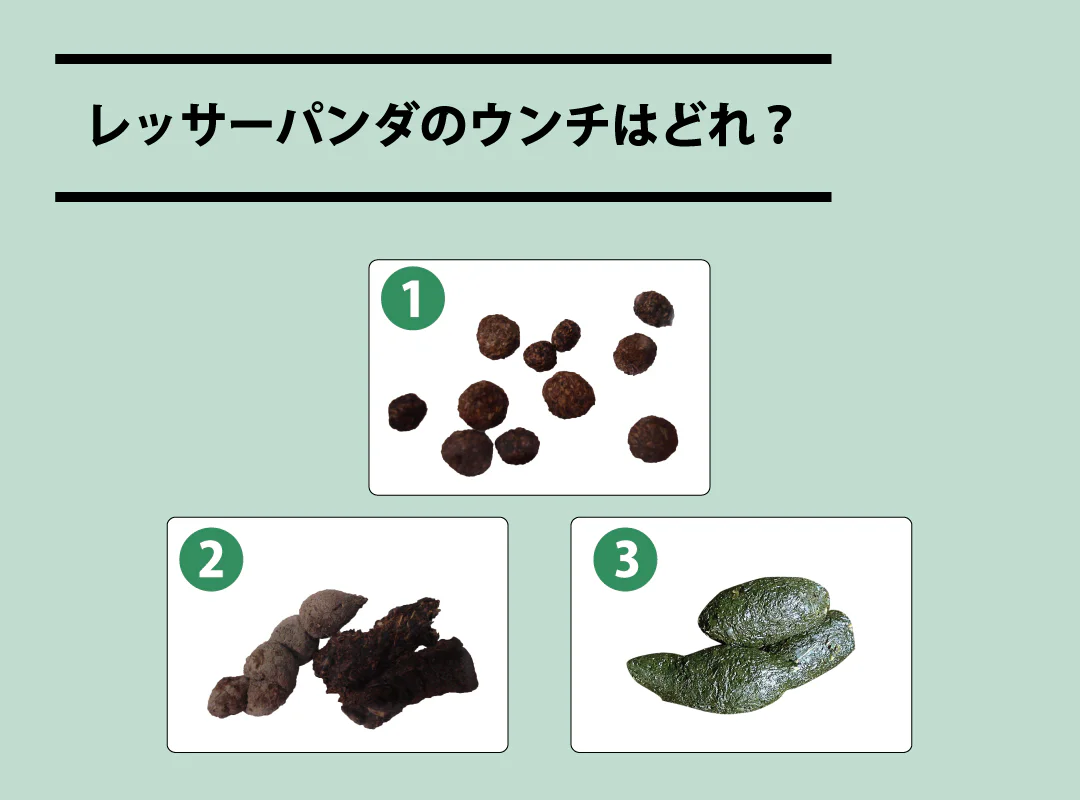 【観察】ウン、コれは知りたい！ウンチく話-かんがえてみよう③