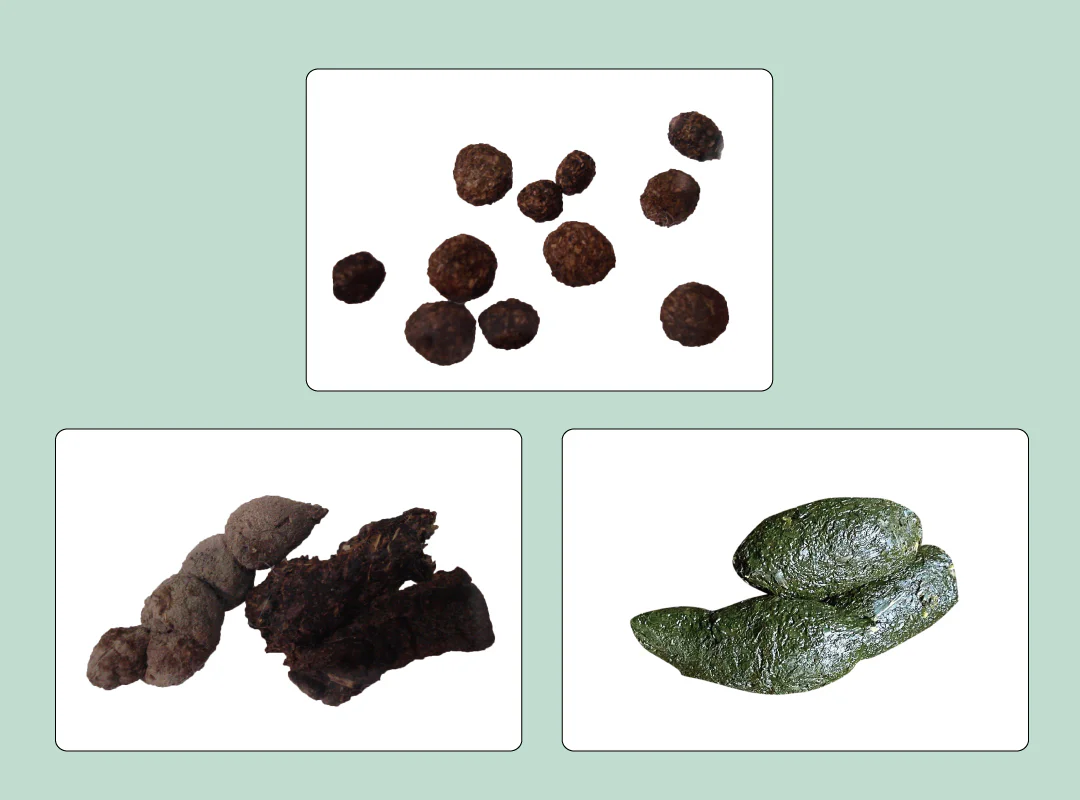 【観察】ウン、コれは知りたい！ウンチく話-かんがえてみよう②