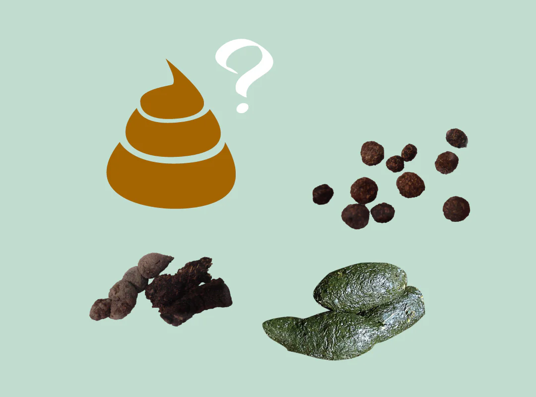 【観察】ウン、コれは知りたい！ウンチく話-やってみよう①