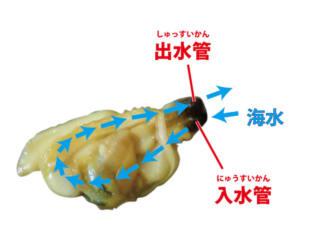 【観察】海のおいしい豆ちしき―アサリ―みてみよう⑬