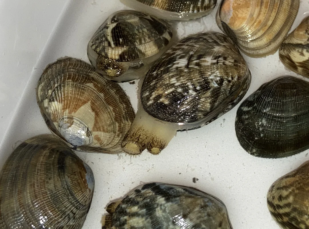 【観察】海のおいしい豆ちしき―アサリ―みてみよう⑭