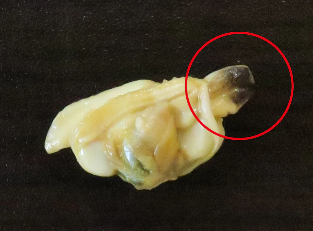 【観察】海のおいしい豆ちしき―アサリ―みてみよう⑫