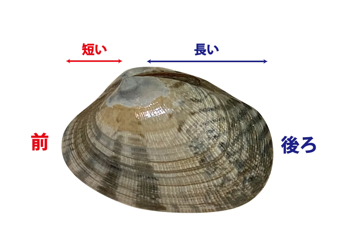 【観察】海のおいしい豆ちしき―アサリ―みてみよう⑧