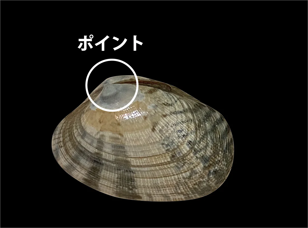 【観察】海のおいしい豆ちしき―アサリ―みてみよう⑥