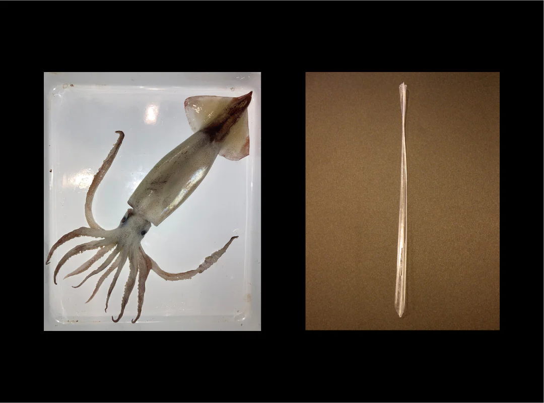 【観察】海のおいしい豆ちしき―アサリ―かんがえてみよう⑨