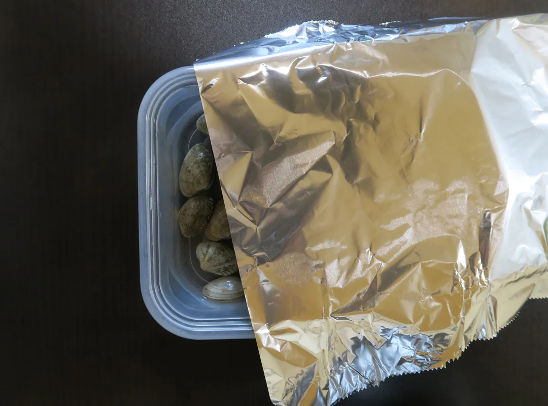 【観察】海のおいしい豆ちしき―アサリ―やってみよう⑤