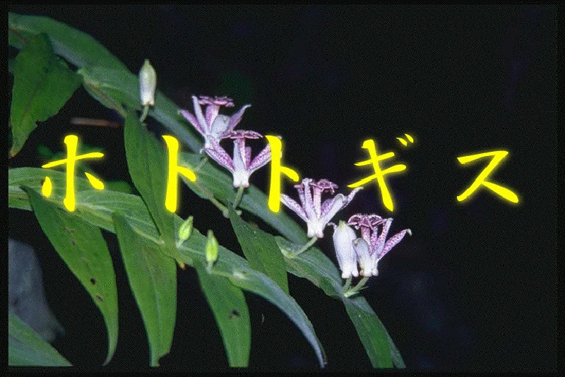 デジタル学習コンテンツ