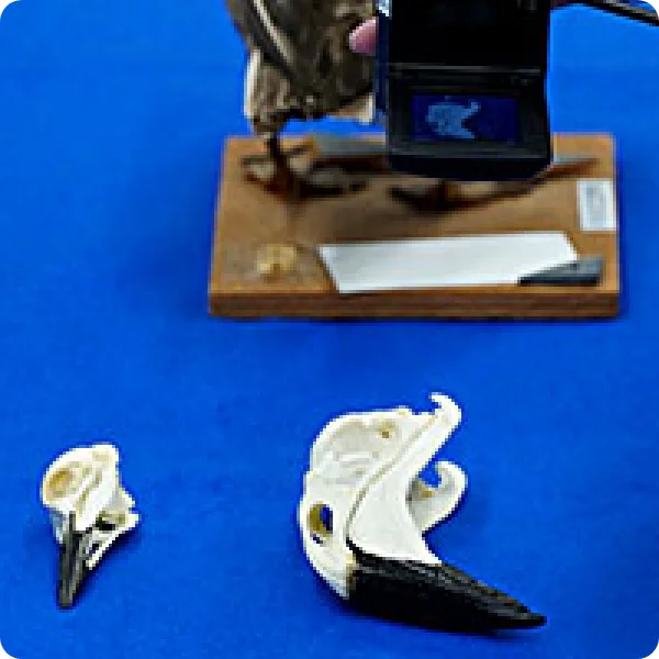 鳥のくちばしのひみつ【オンライン型】