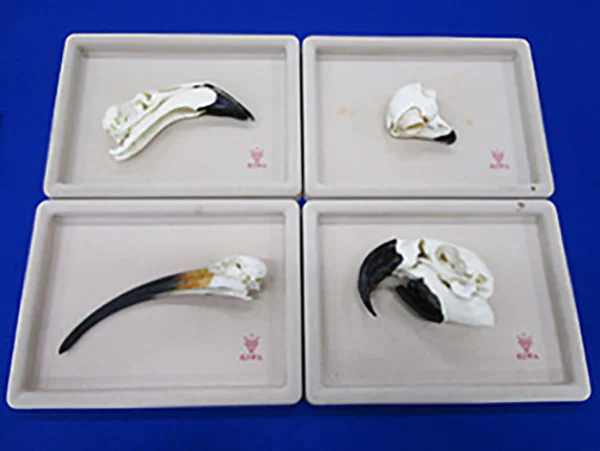 鳥のくちばしのひみつ