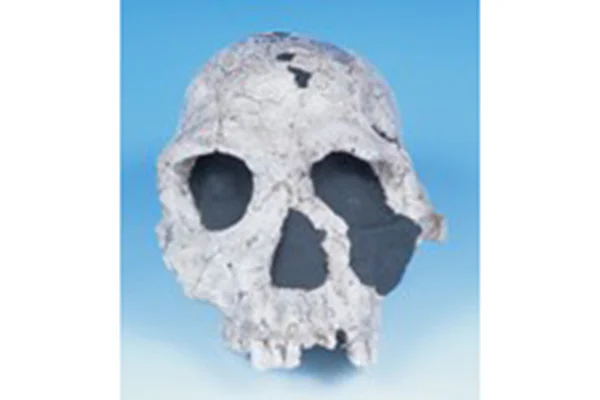 14-1.ホモ・ハビリス頭骨レプリカ（ケニア）