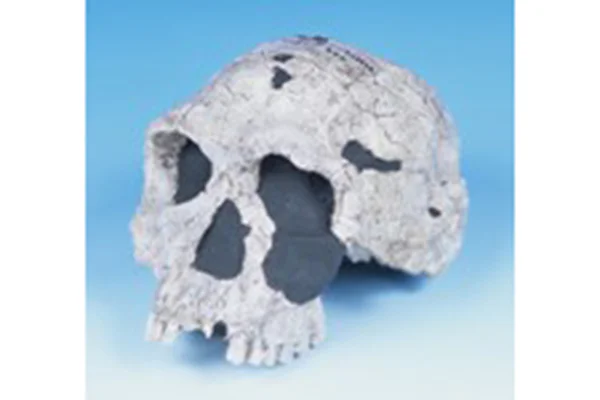 14-2.ホモ・ハビリス頭骨レプリカ（ケニア）