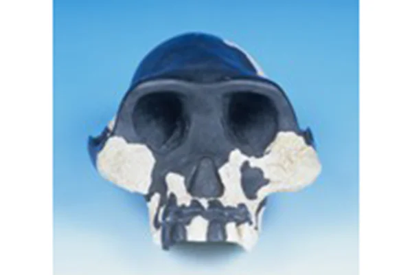 12-1.アウストラロピテクス・アファレンシス復元頭骨レプリカ（エチオピア）