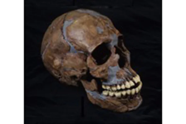 11.カフゼー9号頭骨レプリカ（イスラエル）