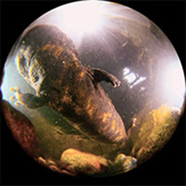 オオサンショウウオ（画像：国立科学博物館）