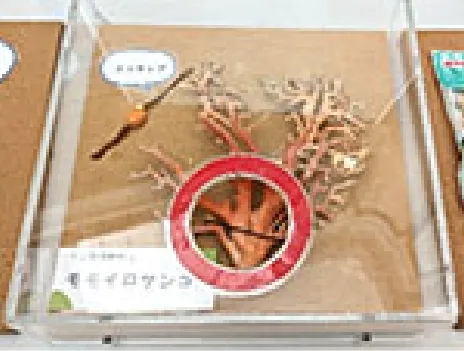海の骨なしどうぶつの世界展示物（標本展示4）