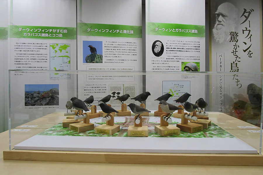 ダーウィンを驚かせた鳥たち2