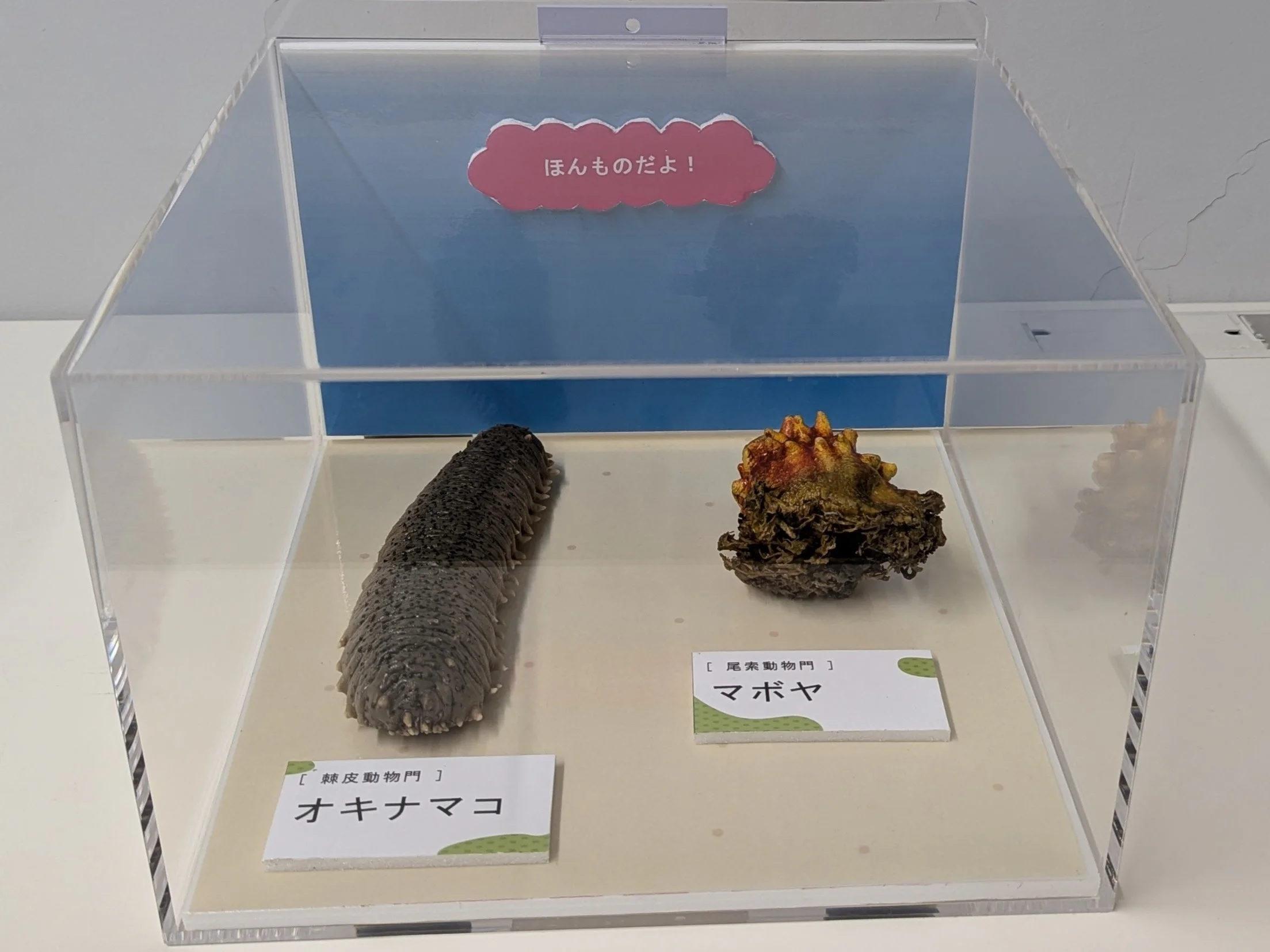 ナマコ・ホヤ