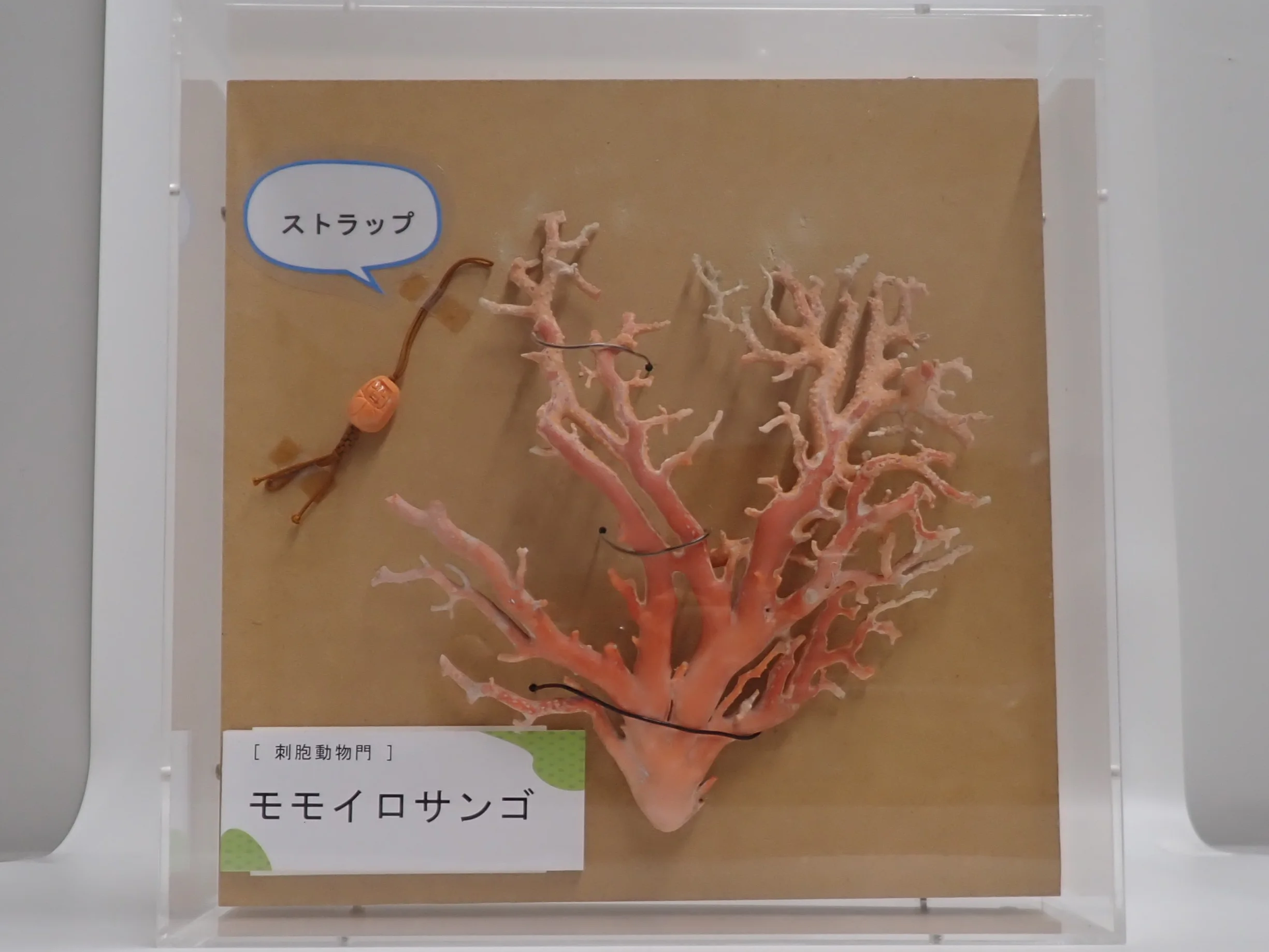 モモイロサンゴ1