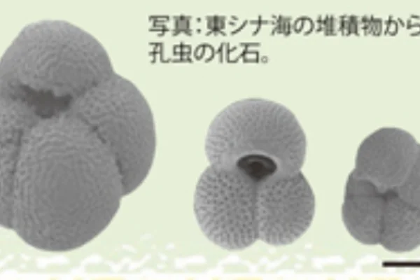 有孔虫の化石