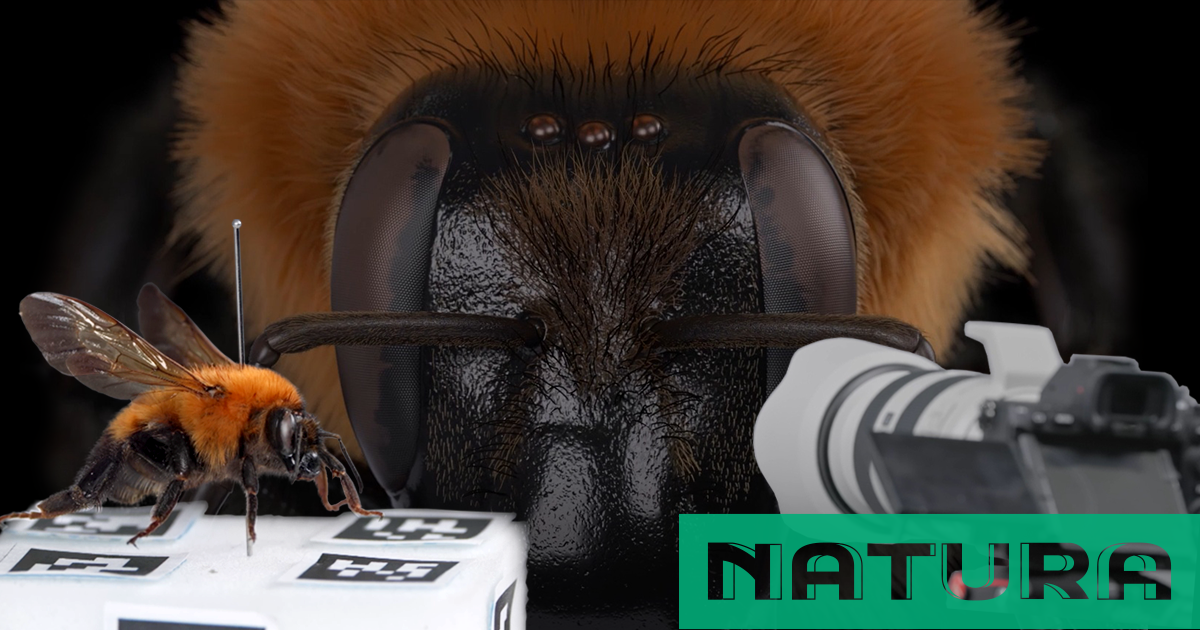 NATURA_header
