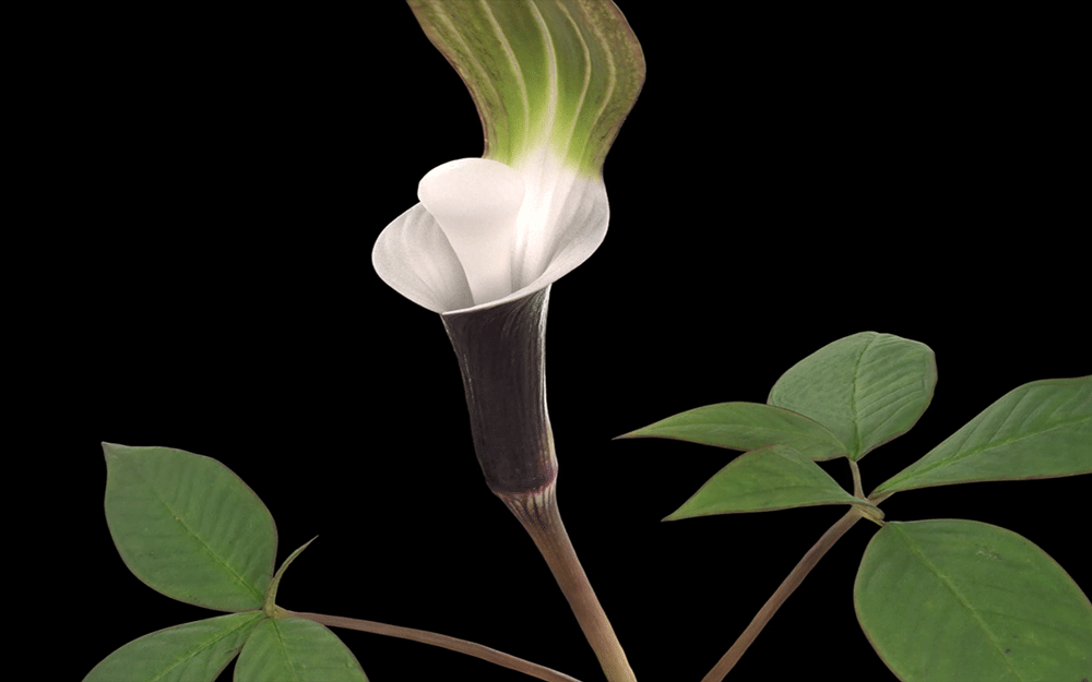 NATURA_3DCG_04