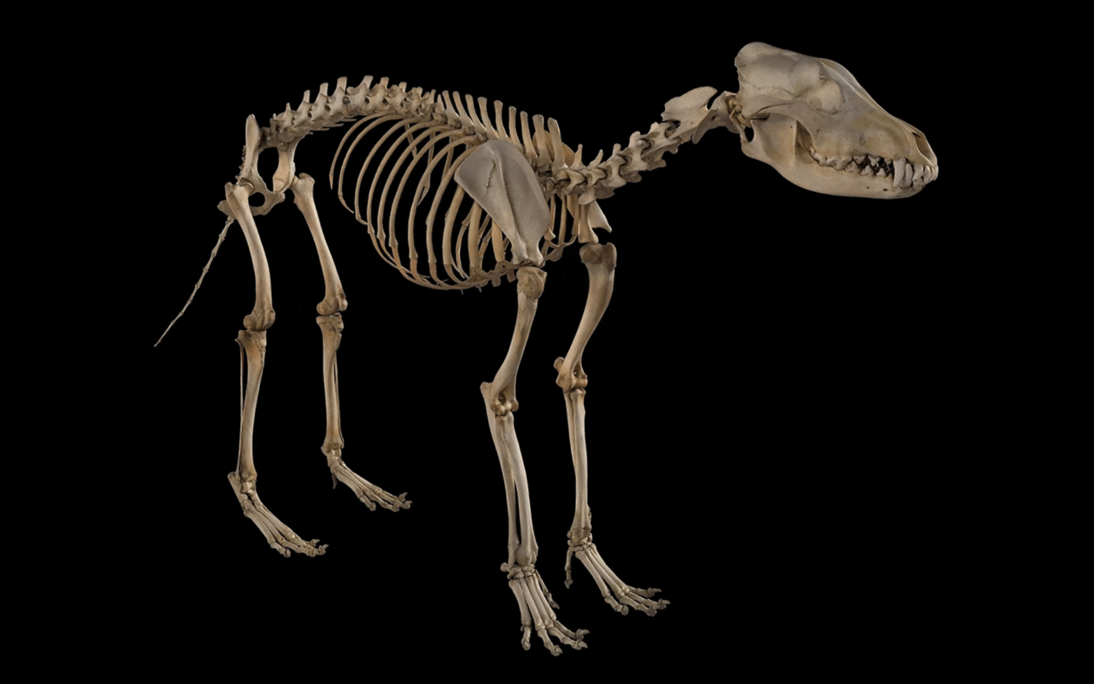 NATURA_3DCG_05