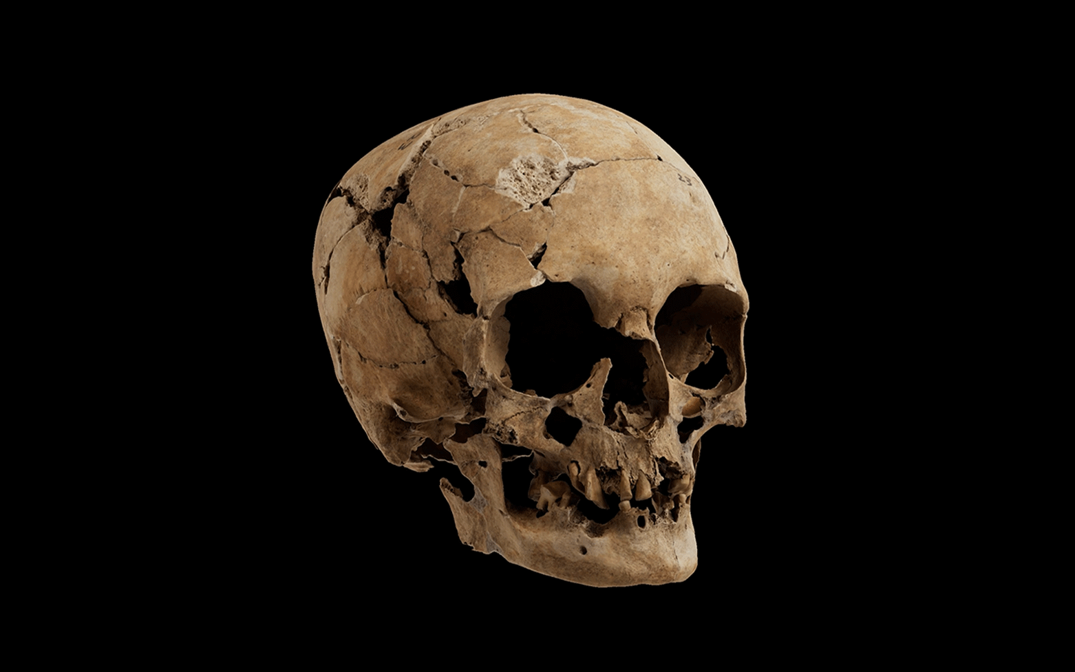 NATURA_3DCG_06