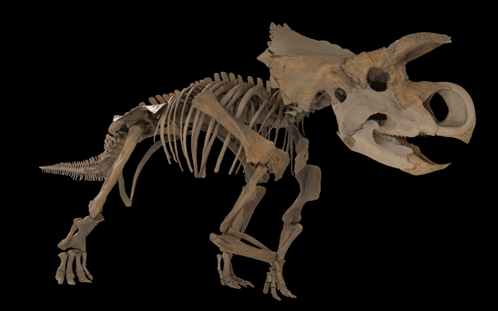 NATURA_3DCG_03
