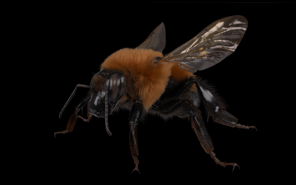 NATURA_3DCG_01