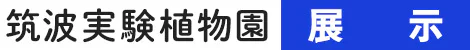 mlmgImg_TBG-exhi